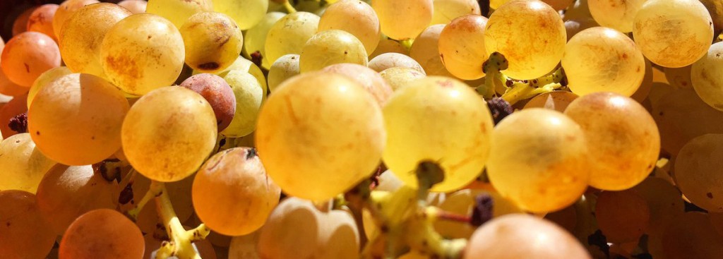 Garganega