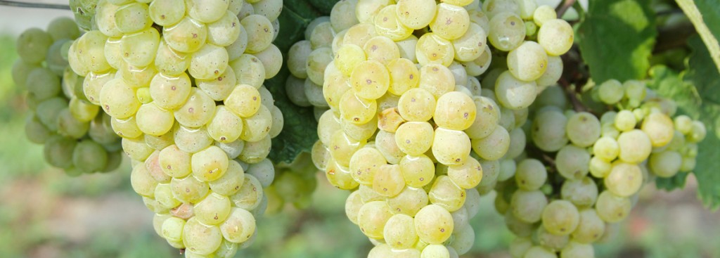 Grüner veltliner
