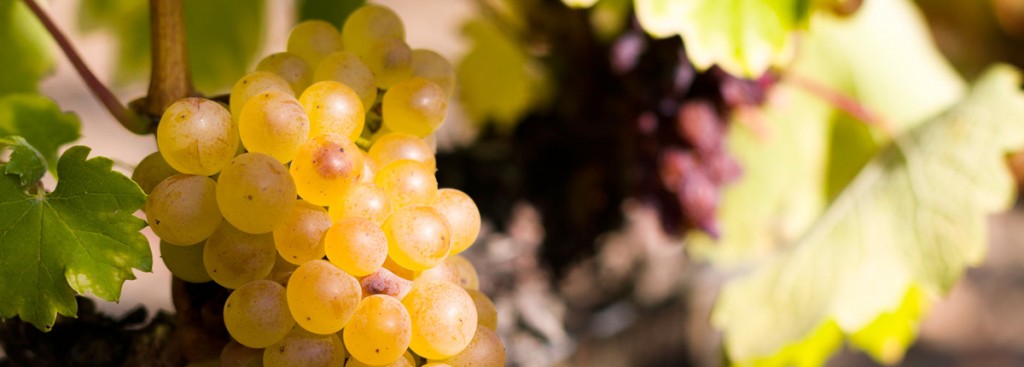 Furmint