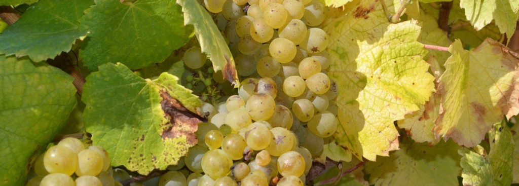 Melon de Bourgogne/Muscadet
