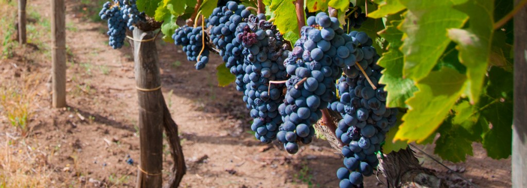 Aglianico