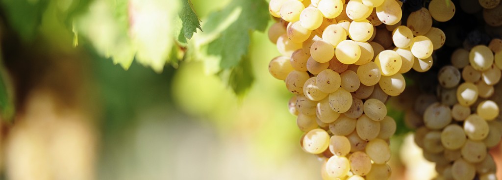 Albariño