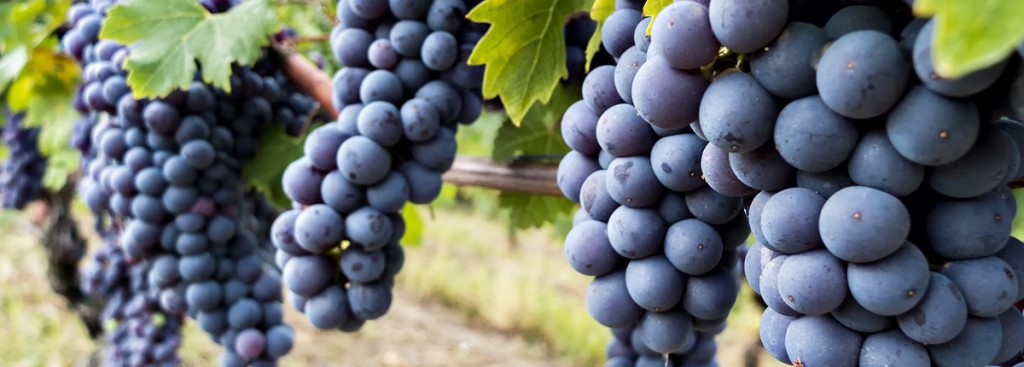 Barbera