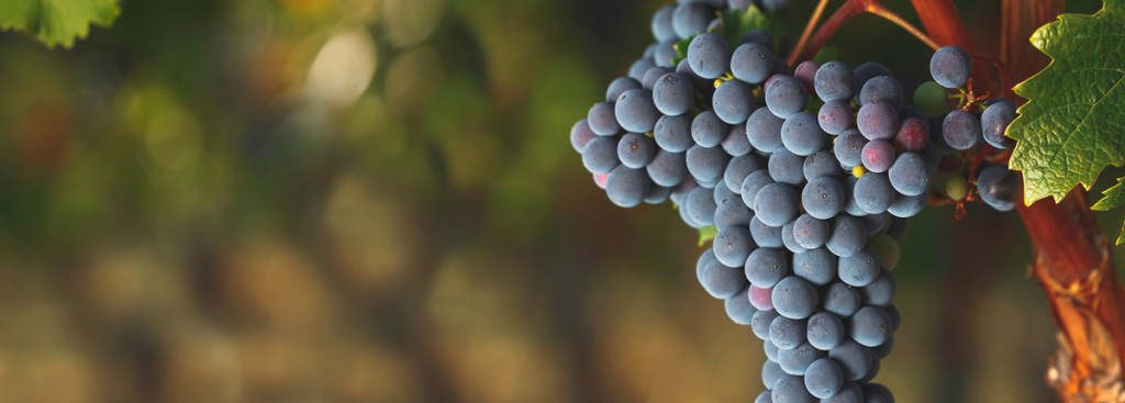 Cabernet Franc