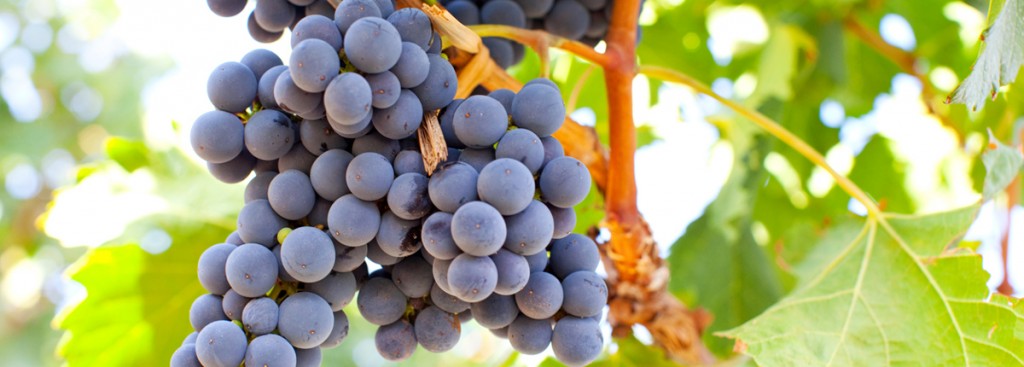 Cabernet Sauvignon