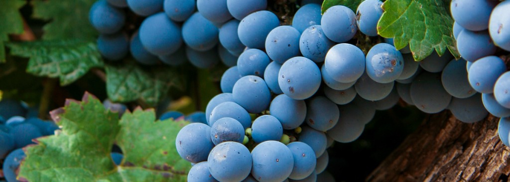 Carmenère