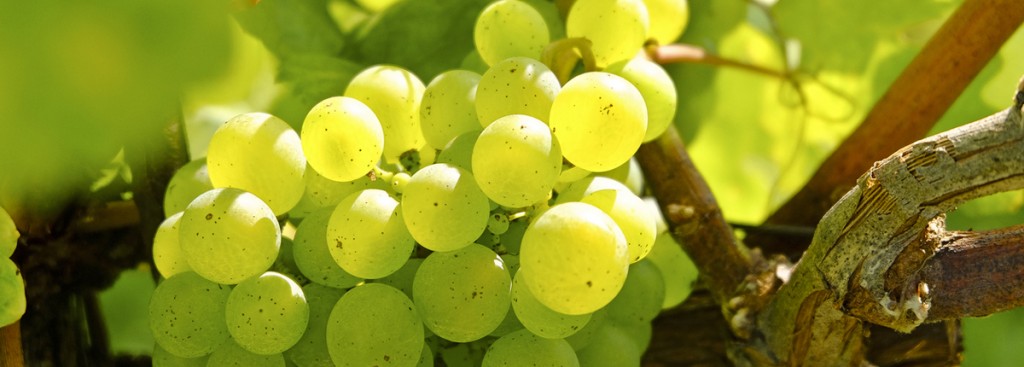 Chardonnay