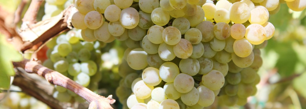 Chenin Blanc