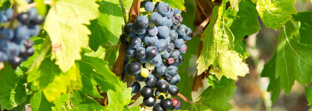 Gamay