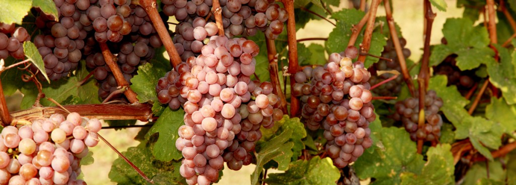 Gewürztraminer
