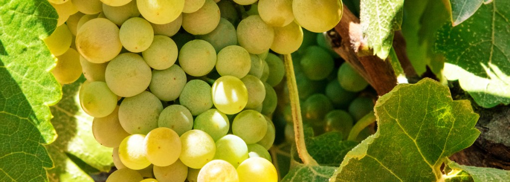 Godello