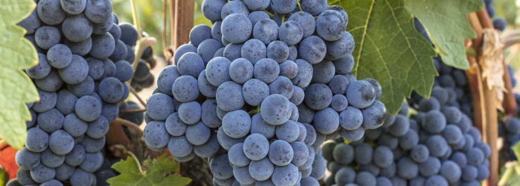 Grenache