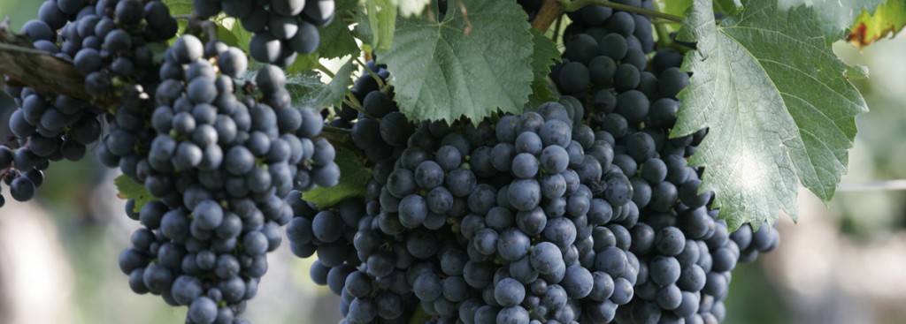 Malbec