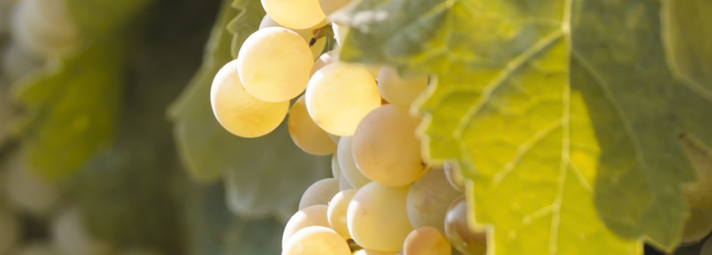 Marsanne