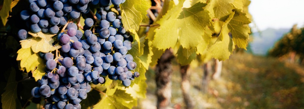 Nebbiolo