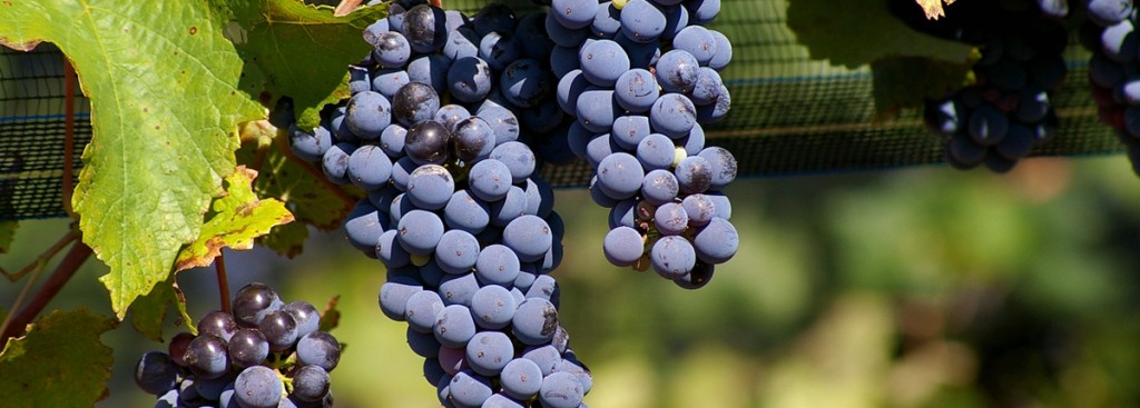 Negroamaro
