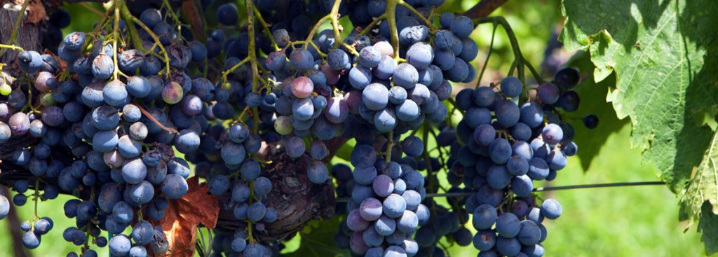 Nero d’Avola