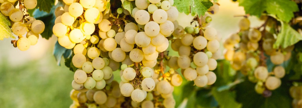 Pinot Blanc