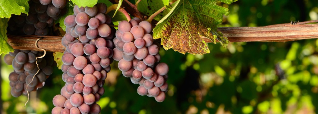 Pinot Gris/Pinot Grigio