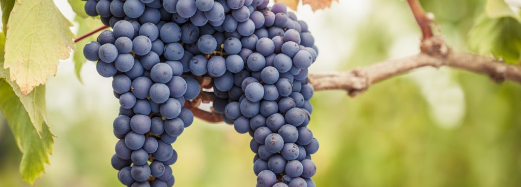 Pinot Noir