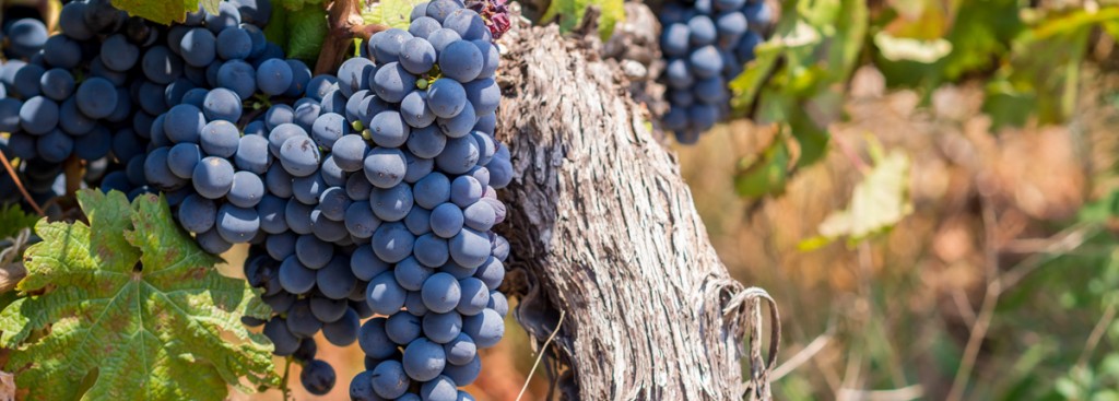 Pinotage