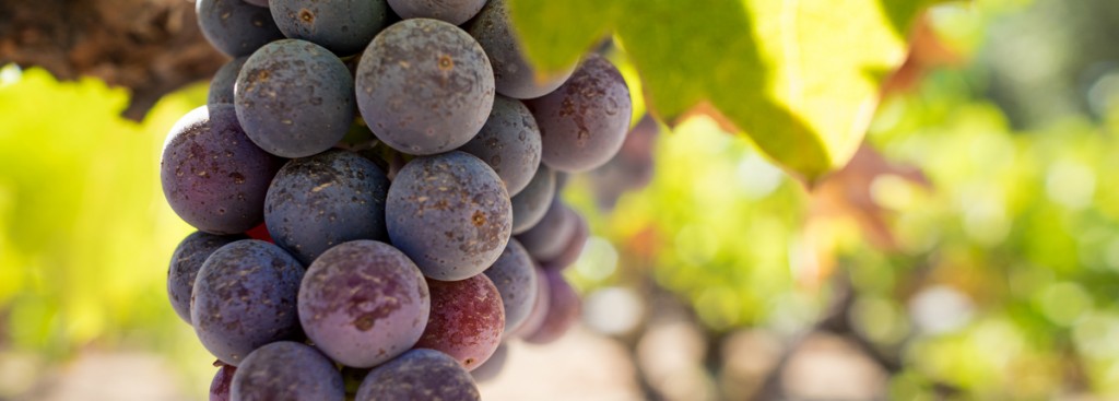 Primitivo