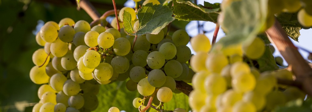 Riesling
