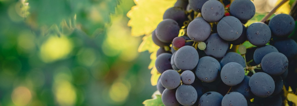 Sangiovese