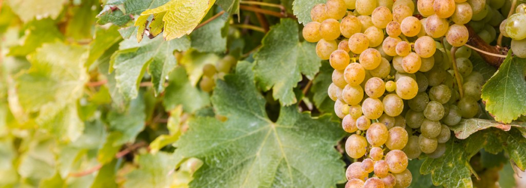 Sauvignon Blanc