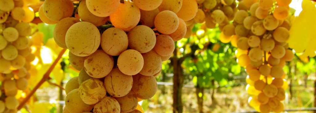 Savagnin