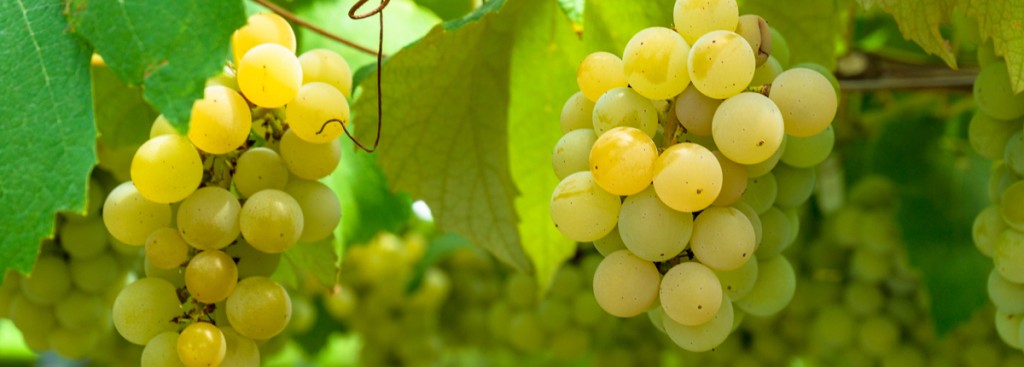 Semillon