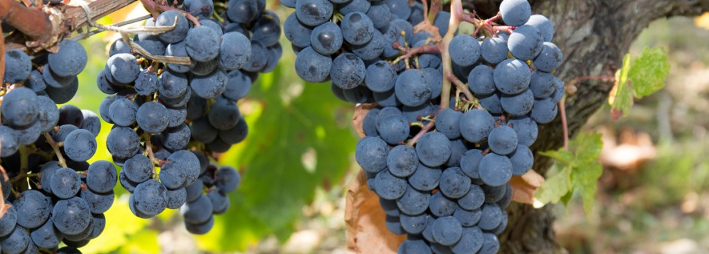 Syrah/Shiraz