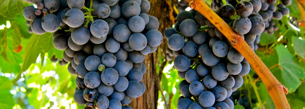 Tannat