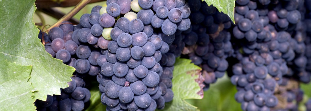 Tempranillo