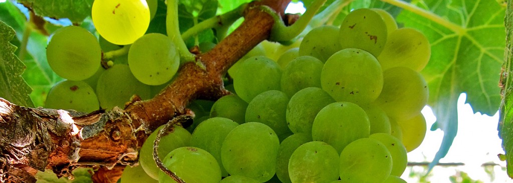 Torrontés