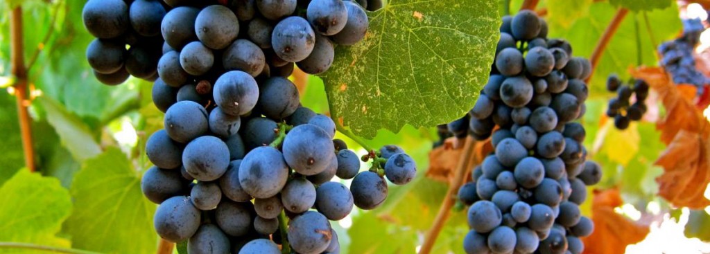 Touriga Nacional