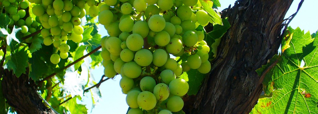 Verdicchio