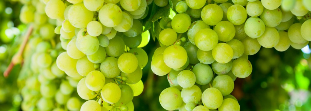 Vermentino