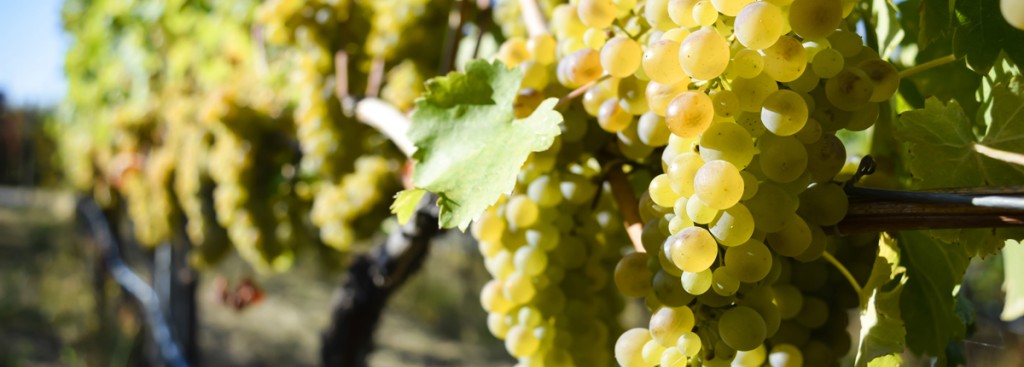 Viognier