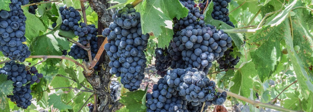 Zinfandel