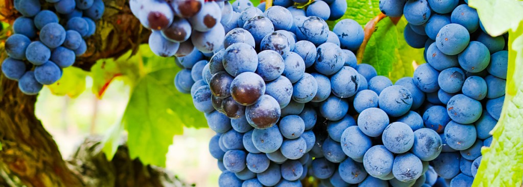 Carignan