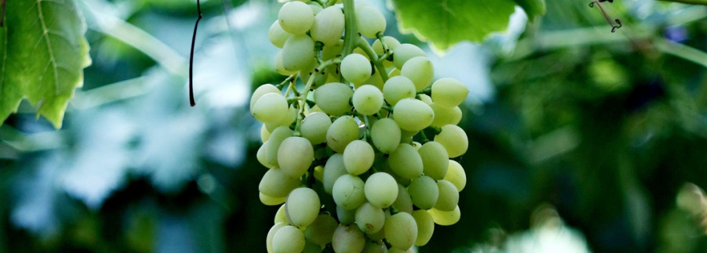 Chasselas