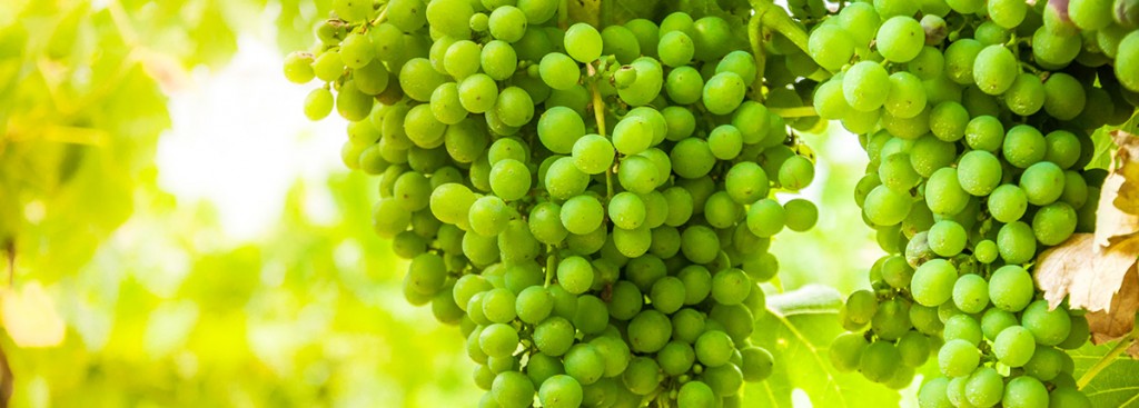 Falanghina