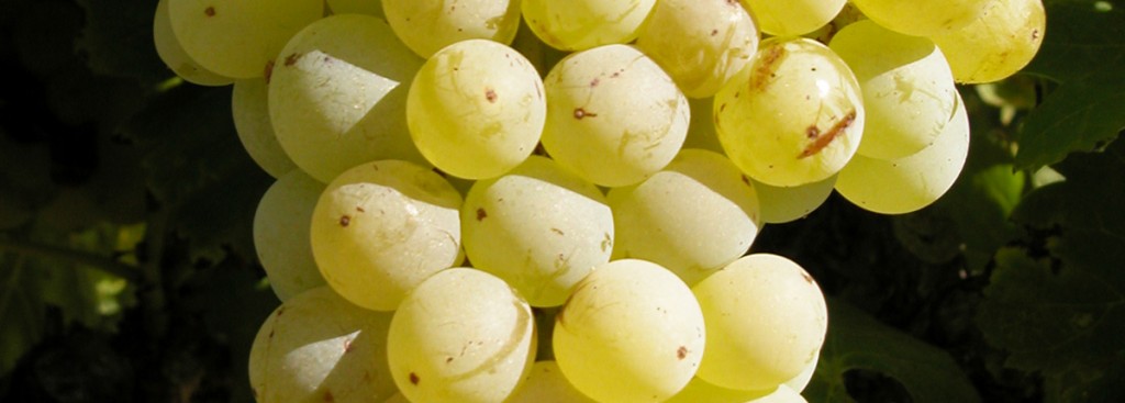 Grenache Blanc
