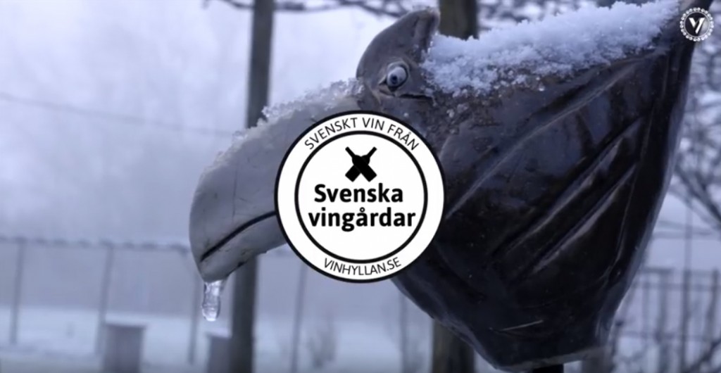 Håkan Hansson på Hällåkra Vingård förklarar den ”skandinaviska smaken”