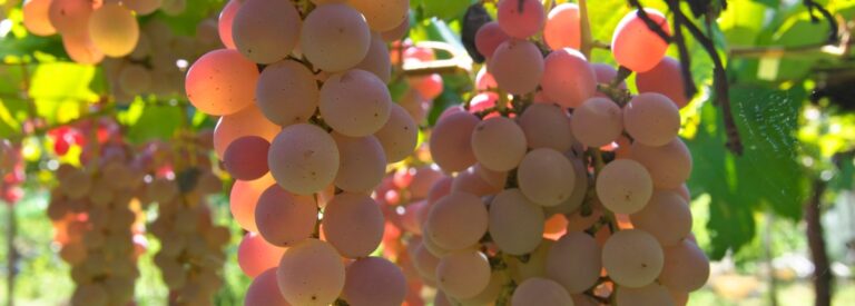 Koshu