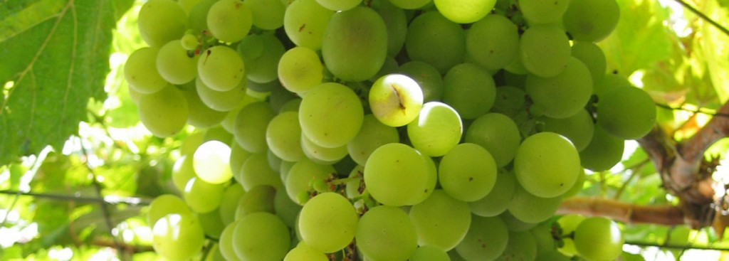 Malvasia