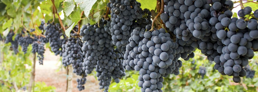 Mencia