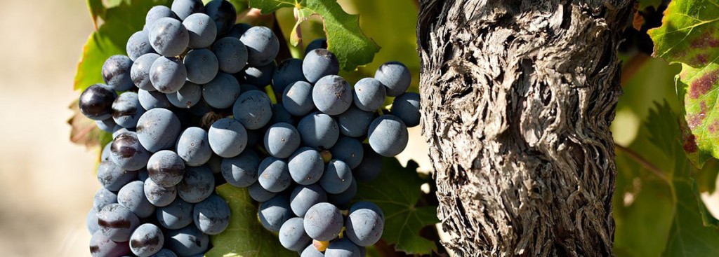 Monastrell/Mourvèdre
