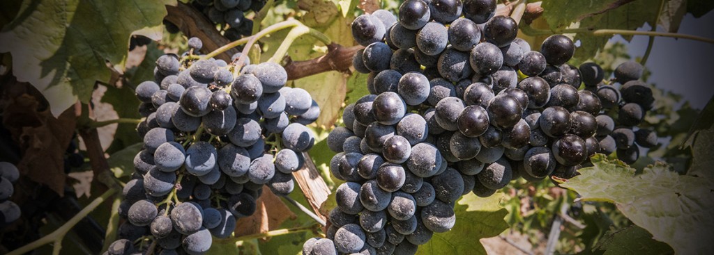 Nerello Mascalese